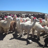 Foto de Cañón del Colca