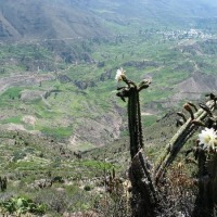 Foto de Cañón del Colca