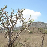 Foto de Tuxtla Gutiérrez, Chiapas