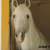 Foto de Jerez  de la Frontera