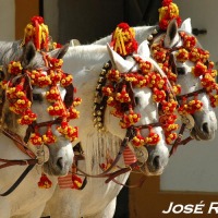 Foto de Jerez  de la Frontera