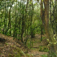 Foto de La Gomera
