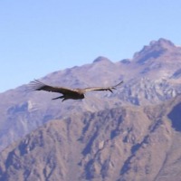 Foto de Cañón del Colca