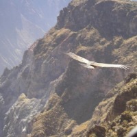 Foto de Cañón del Colca
