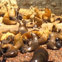 Foto de Paracas