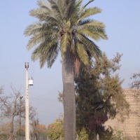 Foto de LIMACHE