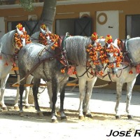 Foto de Jerez de la Frontera