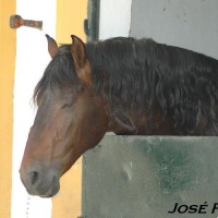 Foto de Jerez de la Frontera