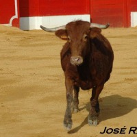 Foto de Jerez  de la Frontera