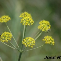 Foto de Cádiz