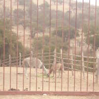 Foto de QUILPUE