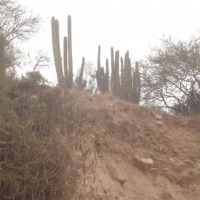 Foto de QUILPUE