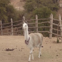 Foto de QUILPUE