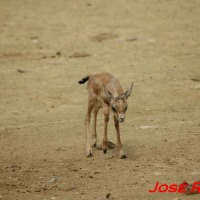 Foto de Jerez  de la Frontera