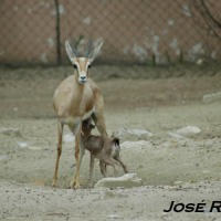 Foto de Jerez  de la Frontera