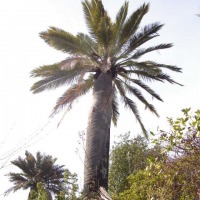 Foto de QUILPUE