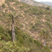 Foto de QUILPUE