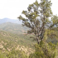 Foto de QUILPUE