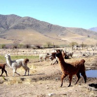 Foto de Tafí del Valle, Tucumán
