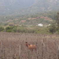 Foto de QUILPUE