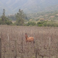 Foto de QUILPUE
