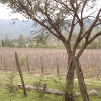 Foto de QUILPUE