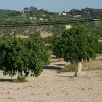 Foto de Mallorca