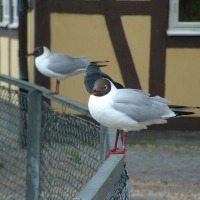 Foto de Ystad