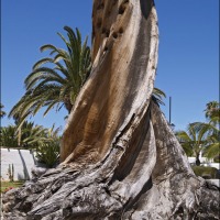 Foto de Puerto de la Cruz - Tenerife
