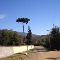 Foto de LIMACHE