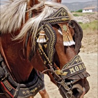 Foto de Ribera de Cabanes
