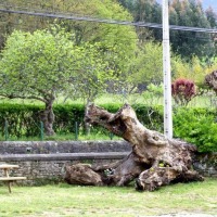 Foto de Villaverde de Trucíos