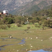 Foto de LIMACHE