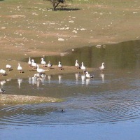 Foto de LIMACHE
