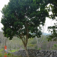 Foto de Santa Barbara