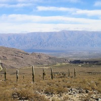 Foto de Los Cardones