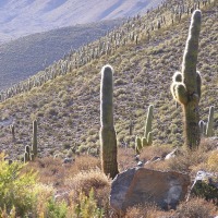 Foto de Los Cardones