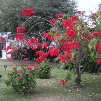 Foto de San Miguel de Tucumán