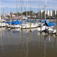 Foto de Olivos
