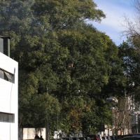 Foto de Olivos