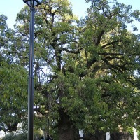 Foto de San Isidro