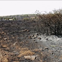 Foto de Alto Tajo