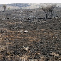Foto de Alto Tajo