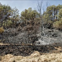 Foto de Alto Tajo
