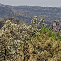 Foto de Alto Tajo