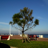Foto de Arcachon