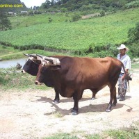 Foto de El Zapote