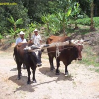 Foto de El Zapote