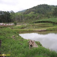 Foto de El Zapote