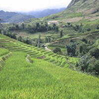 Foto de Sapa